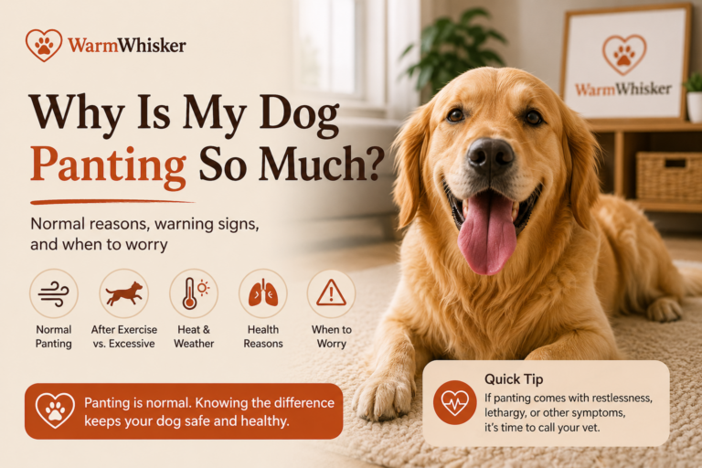 Why Is My Dog Panting So Much? (Normal vs Warning Signs)